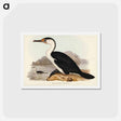 アートポストカード-Pied Cormorant
 - ジョン グールド Postcard.