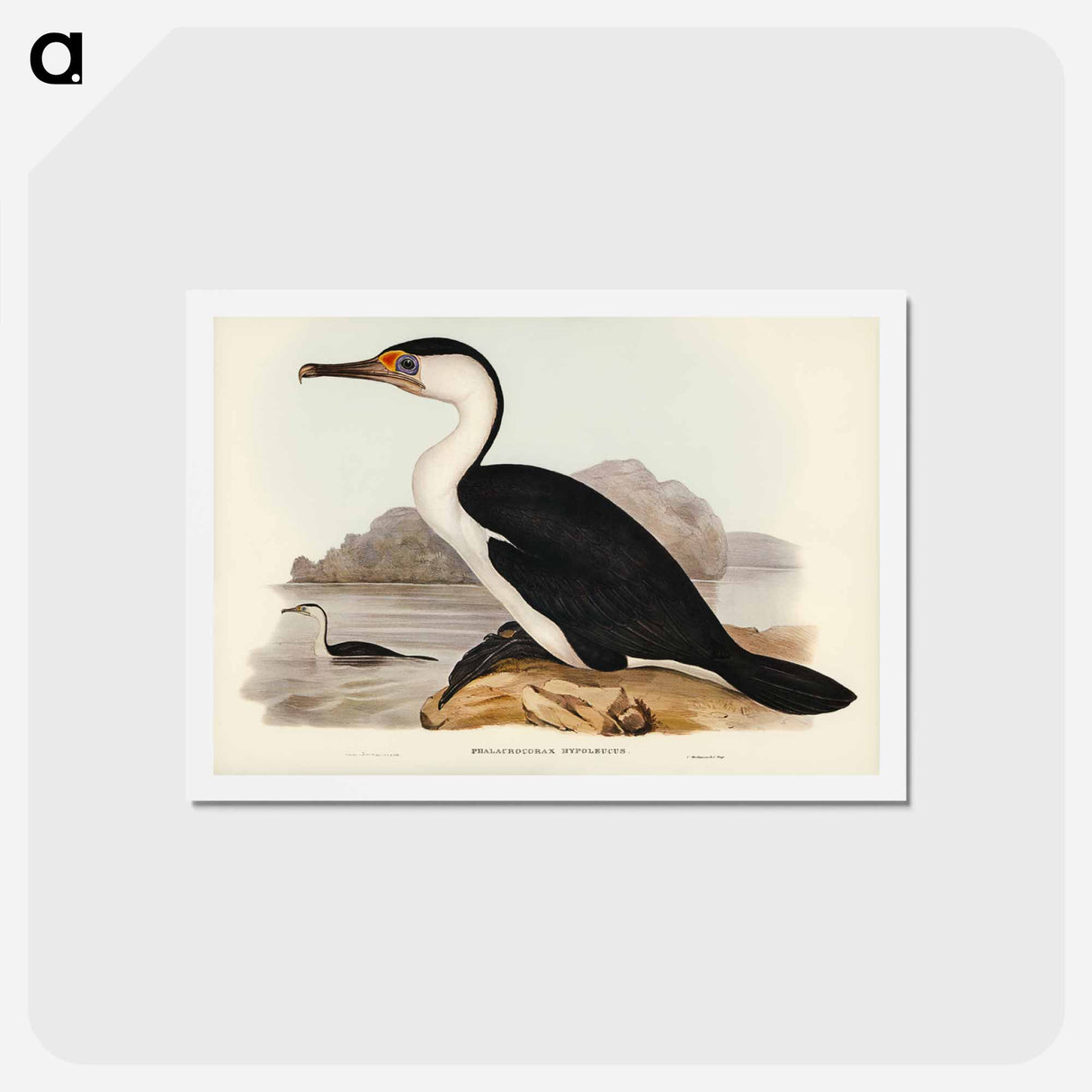 アートポストカード-Pied Cormorant
 - ジョン グールド Postcard.