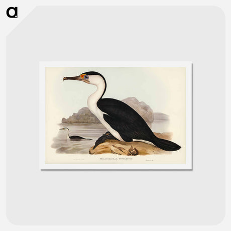 アートポストカード-Pied Cormorant
 - ジョン グールド Postcard.