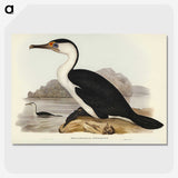 2-83_John-Gould_picture-crop