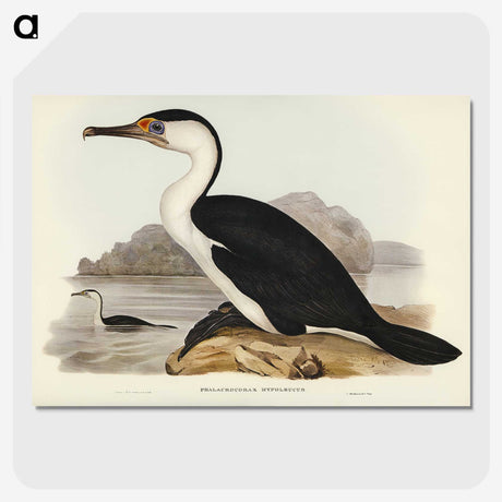 2-83_John-Gould_picture-crop