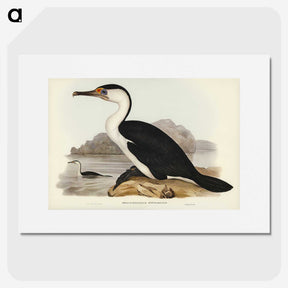2-83_John-Gould_picture