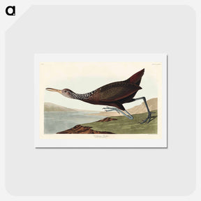 アートポストカード-Scolopaceus Courlan
 - ジョン ジェームス オーデュボン Postcard.