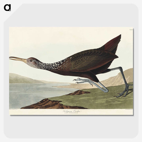 2-83_John-James-Audubon_picture-crop