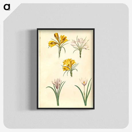 2-83_Maria-Sibylla-Merian_blk-crop