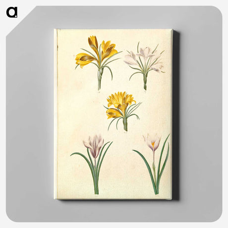 2-83_Maria-Sibylla-Merian_canvas