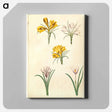 アートパネル-Crocus Collection
 - マリア ジビーラ メーリアン Canvas.