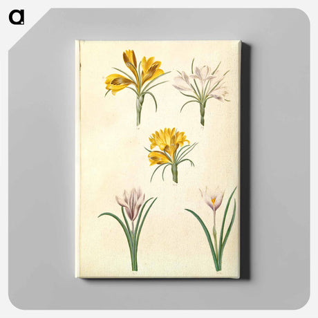 アートパネル-Crocus Collection
 - マリア ジビーラ メーリアン Canvas.