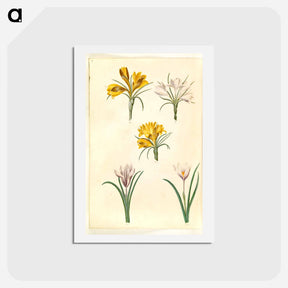 アートポストカード-Crocus Collection
 - マリア ジビーラ メーリアン Postcard.