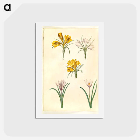アートポストカード-Crocus Collection
 - マリア ジビーラ メーリアン Postcard.