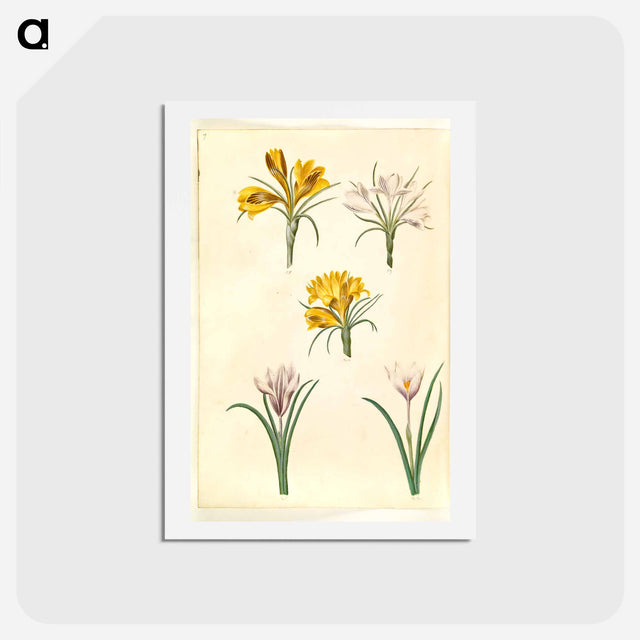 アートポストカード-Crocus Collection
 - マリア ジビーラ メーリアン Postcard.