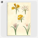 2-83_Maria-Sibylla-Merian_picture-crop