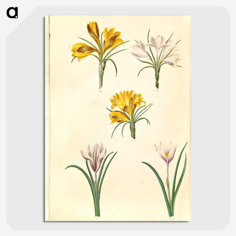 2-83_Maria-Sibylla-Merian_picture-crop