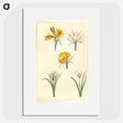 2-83_Maria-Sibylla-Merian_picture