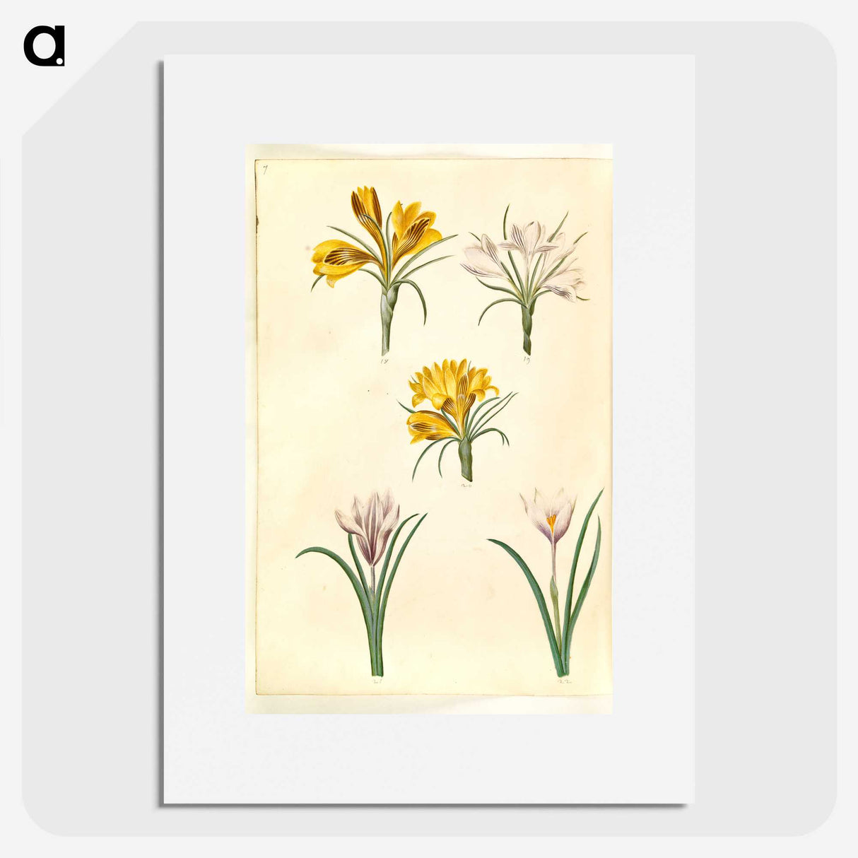 2-83_Maria-Sibylla-Merian_picture