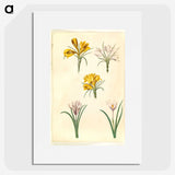 2-83_Maria-Sibylla-Merian_picture