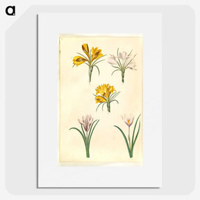 2-83_Maria-Sibylla-Merian_picture