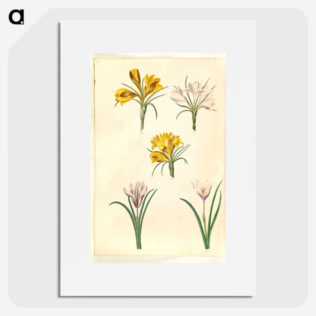2-83_Maria-Sibylla-Merian_picture