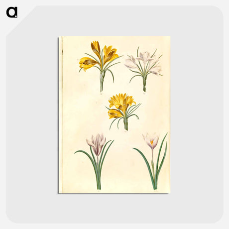 アートポストカード-Crocus Collection
 - マリア ジビーラ メーリアン Postcard.