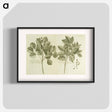 アートポスター-Hog Doctor Tree, or Boar Tree, and the Birch Tree
 - 国立医学図書館 Poster.