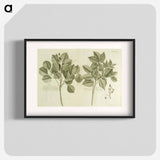 アートポスター-Hog Doctor Tree, or Boar Tree, and the Birch Tree
 - 国立医学図書館 Poster.