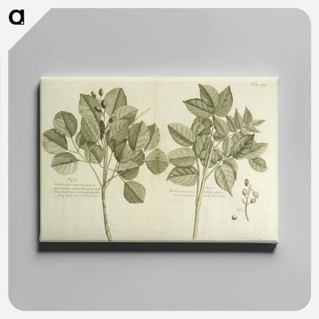 アートパネル-Hog Doctor Tree, or Boar Tree, and the Birch Tree
 - 国立医学図書館 Canvas.