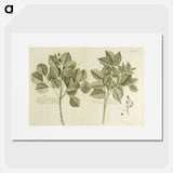 アートポスター-Hog Doctor Tree, or Boar Tree, and the Birch Tree
 - 国立医学図書館 Poster.