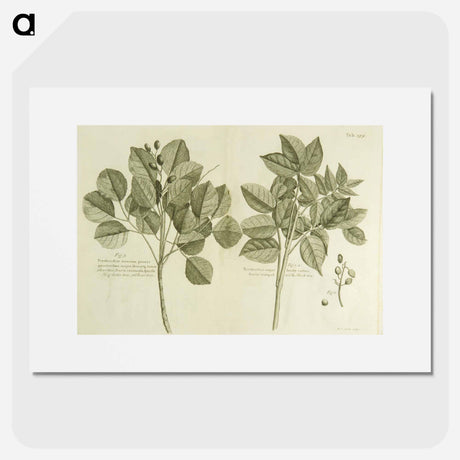 アートポスター-Hog Doctor Tree, or Boar Tree, and the Birch Tree
 - 国立医学図書館 Poster.