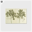 アートポストカード-Hog Doctor Tree, or Boar Tree, and the Birch Tree
 - 国立医学図書館 Postcard.