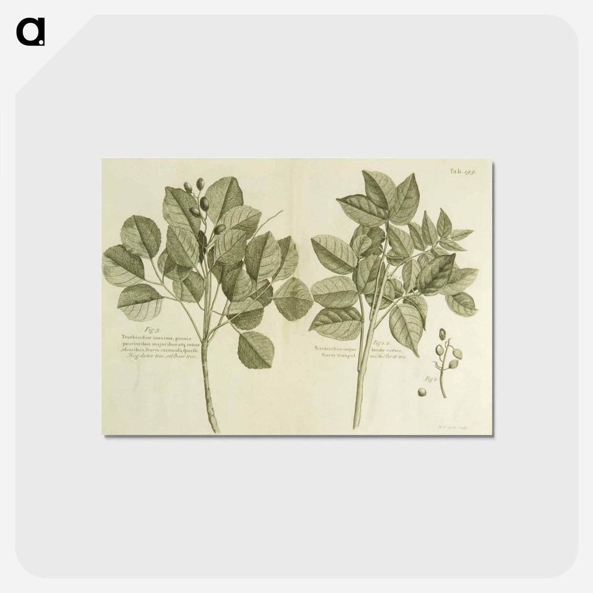 アートポストカード-Hog Doctor Tree, or Boar Tree, and the Birch Tree
 - 国立医学図書館 Postcard.