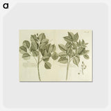 アートポストカード-Hog Doctor Tree, or Boar Tree, and the Birch Tree
 - 国立医学図書館 Postcard.