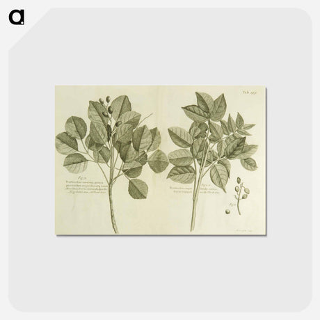 アートポストカード-Hog Doctor Tree, or Boar Tree, and the Birch Tree
 - 国立医学図書館 Postcard.