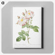 2-83_Pierre-Joseph-Redoute_canvas