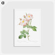 アートポストカード-Damask Rose, York and Lancaster Rose - ピエール ジョゼフ ルドゥーテ Postcard.