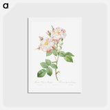 アートポストカード-Damask Rose, York and Lancaster Rose - ピエール ジョゼフ ルドゥーテ Postcard.