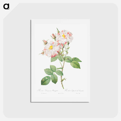 アートポストカード-Damask Rose, York and Lancaster Rose - ピエール ジョゼフ ルドゥーテ Postcard.