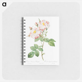 アートメモ帳-Damask Rose, York and Lancaster Rose - ピエール ジョゼフ ルドゥーテ Memo.