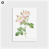 アートポストカード-Damask Rose, York and Lancaster Rose - ピエール ジョゼフ ルドゥーテ Postcard.