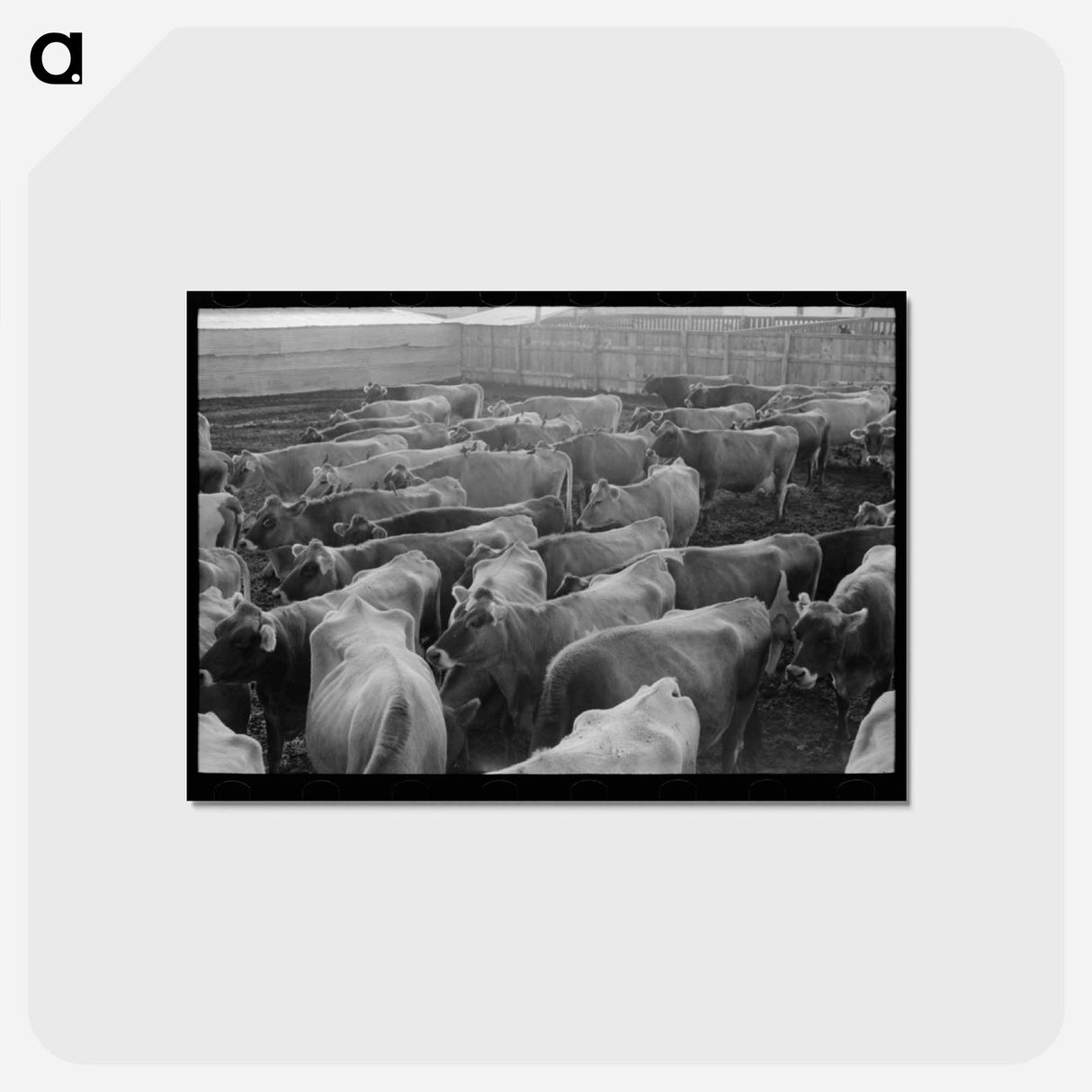 アートポストカード-Jersey Cows at Dairy
 - ラッセル リー Postcard.