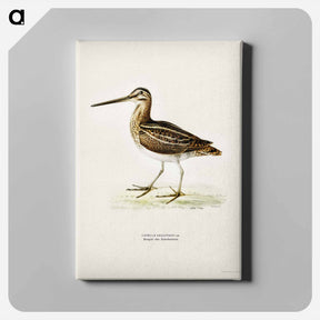 アートパネル-Common Snipe
 - スヴェンスカ フォグラル Canvas.