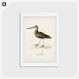 アートポストカード-Common Snipe
 - スヴェンスカ フォグラル Postcard.