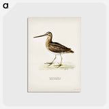 アートポストカード-Common Snipe
 - スヴェンスカ フォグラル Postcard.