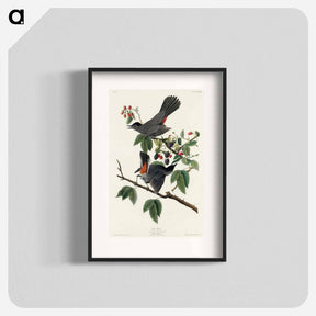 アートポスター-Cat Bird from Birds of America
 - アメリカの鳥たち Poster.