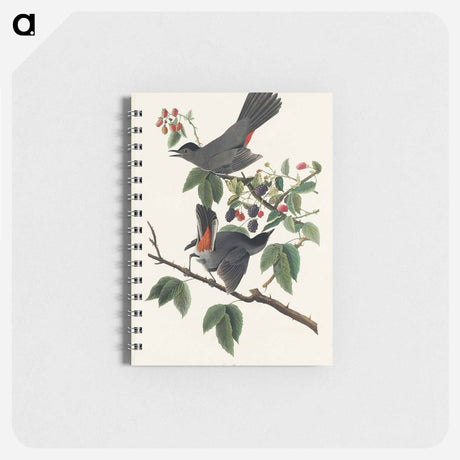 アートメモ帳-Cat Bird from Birds of America
 - アメリカの鳥たち Memo.