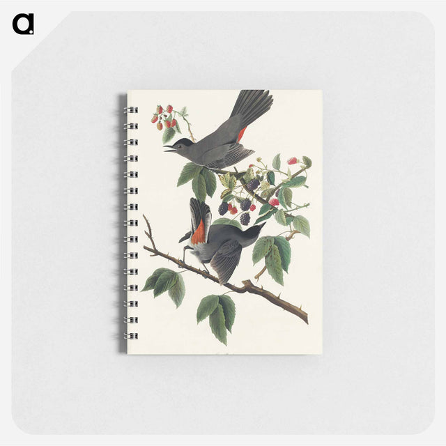 アートメモ帳-Cat Bird from Birds of America
 - アメリカの鳥たち Memo.