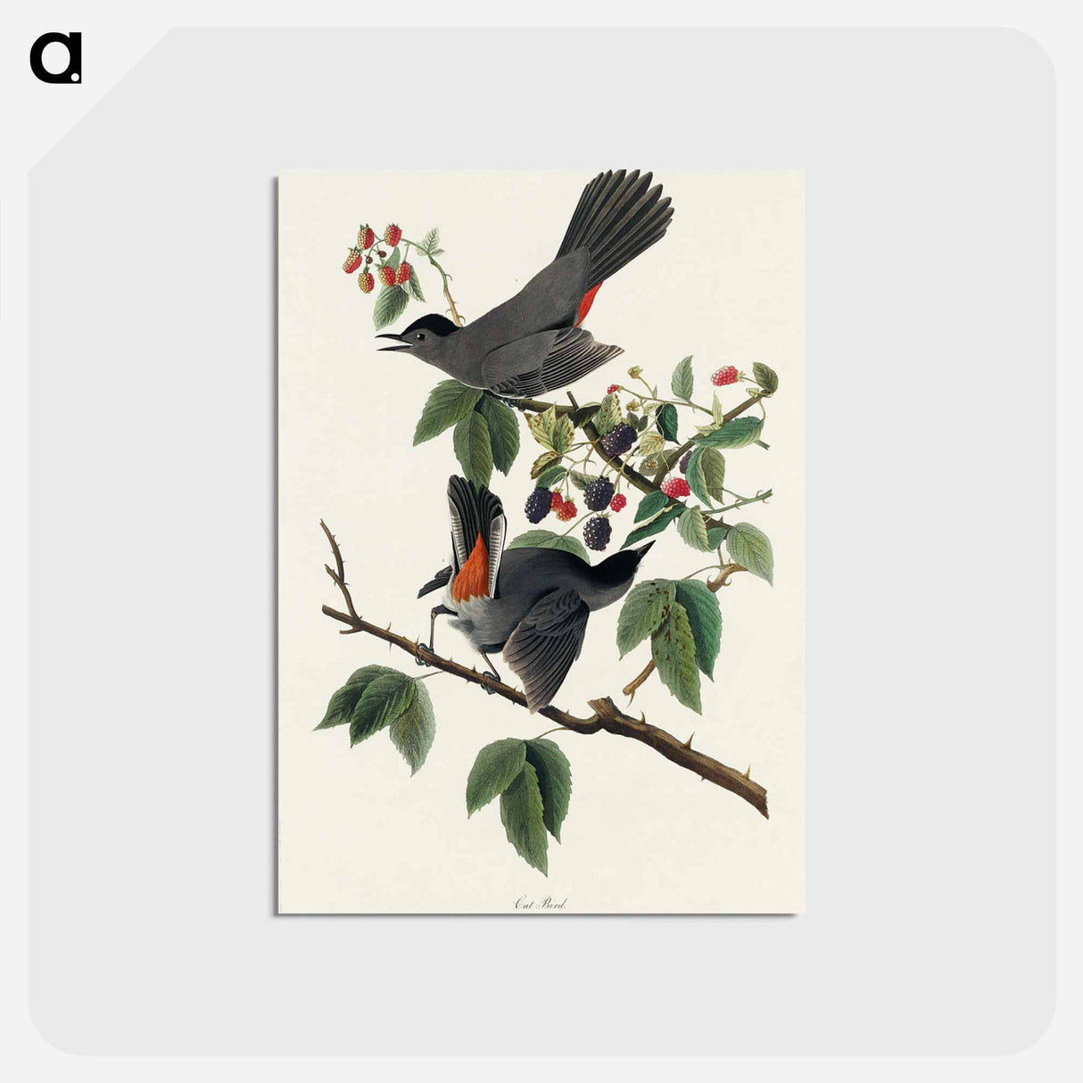 アートポストカード-Cat Bird from Birds of America
 - アメリカの鳥たち Postcard.
