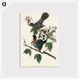 アートポストカード-Cat Bird from Birds of America
 - アメリカの鳥たち Postcard.