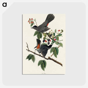 アートポストカード-Cat Bird from Birds of America
 - アメリカの鳥たち Postcard.