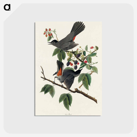 アートポストカード-Cat Bird from Birds of America
 - アメリカの鳥たち Postcard.