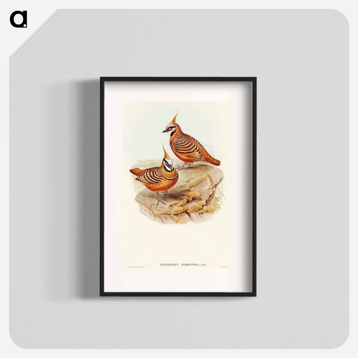 アートポスター-Rust-coloured Bronzewing
 - オーストラリアの鳥 Poster.